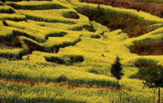 A Glimpse of Luoping