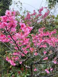 雨中邂逅名護城公園的夢幻櫻花🌸