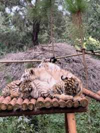 野生動物會咬人？NO！是會萌的沒邊