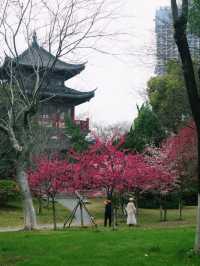 早櫻怒放紅似火