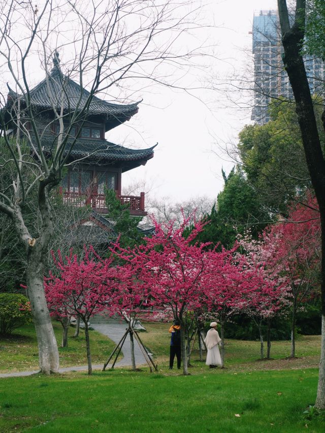 早櫻怒放紅似火