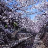 🌸 不做櫻花難民！日本小眾賞櫻攻略來襲