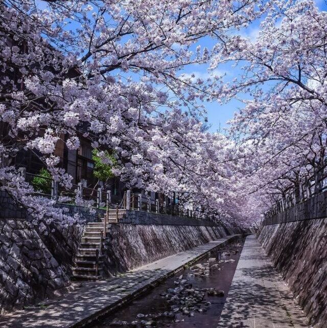 🌸 不做櫻花難民！日本小眾賞櫻攻略來襲