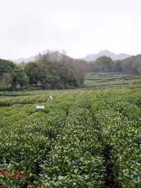 來杭州北山街賞桃花吧～