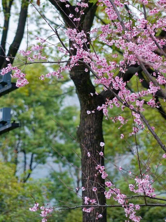 杭州跨湖橋遺址公園賞桃花攻略來啦～