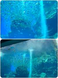 桃園Xpark水族館探秘攻略！親子遊玩好去處，美食購物兩不誤