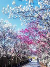 奈良賞櫻全攻略：古都春日與鹿共舞的櫻花物語！