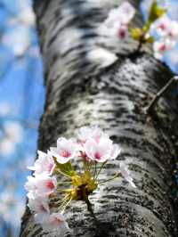 札幌賞櫻全攻略：北國都市的春日櫻花物語！