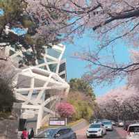 釜山限定浪漫🌸 迎月路海邊櫻花嘉年華