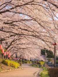 埼玉県東松山市の上沼公園で桜を楽しむ方法