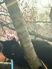 🌸春天限定！南京中山植物園櫻花全攻略