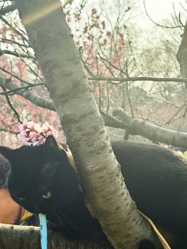 🌸春天限定！南京中山植物園櫻花全攻略