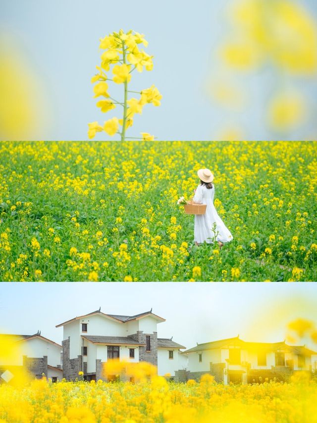 去了6次崇州，給你總結嘅春季賞花全攻略