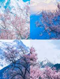 闖入現實版桃花源！林芝雪山花海封神了！