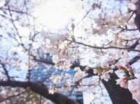 大阪城公園嘅櫻花，美到詞窮💕