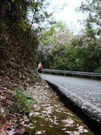 白江湖森嶺公園：嶺南的自然瑰寶