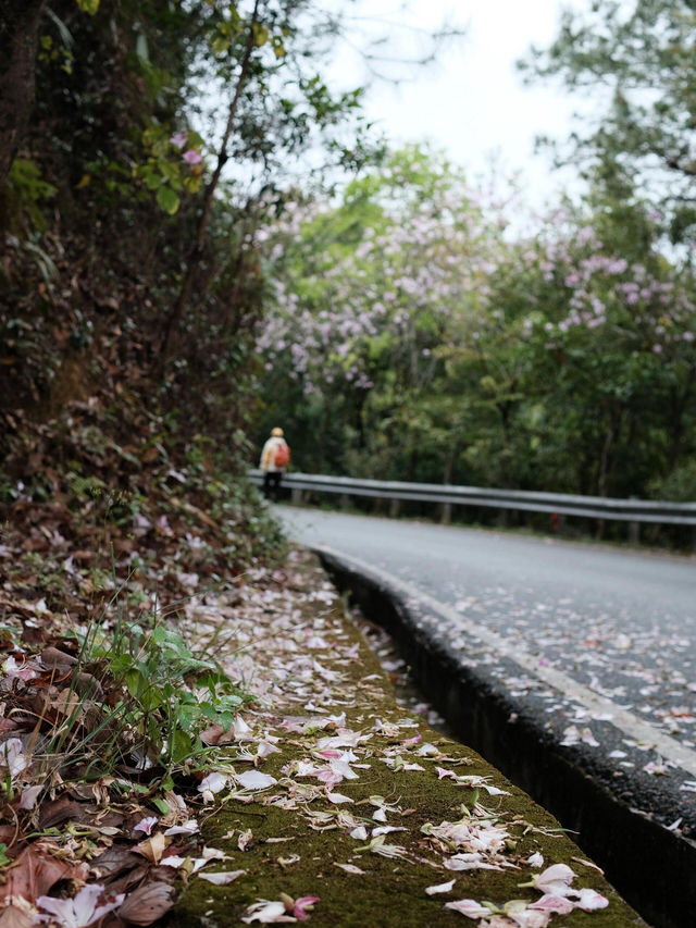 白江湖森嶺公園：嶺南的自然瑰寶