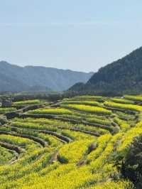 婺源 | 油菜花田的金色童話