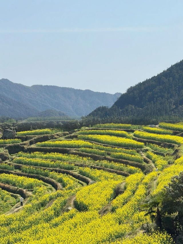 婺源 | 油菜花田的金色童話 婺源 | 油菜花田的金色童話