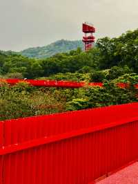 深圳最美的虹橋公園！！