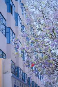 西昌2025藍花楹賞花攻略 紫色限定浪漫