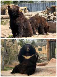 與長頸鹿共進早餐！南通森林動物園暴走秘笈
