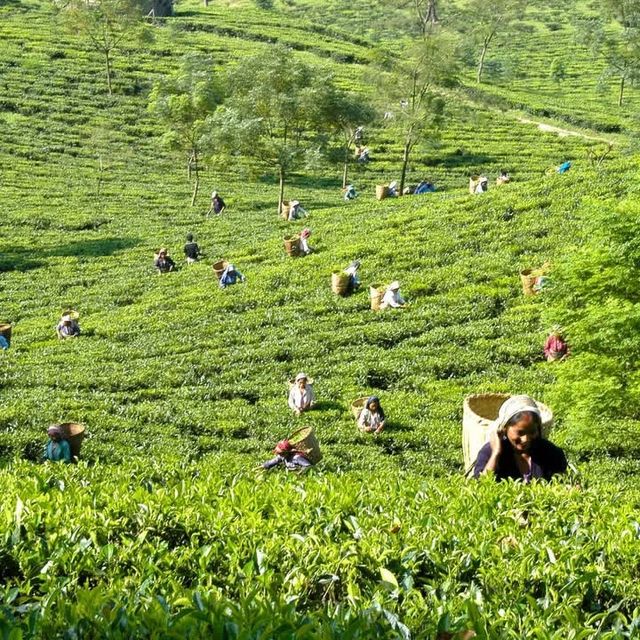 大吉嶺地區的茶園酒店