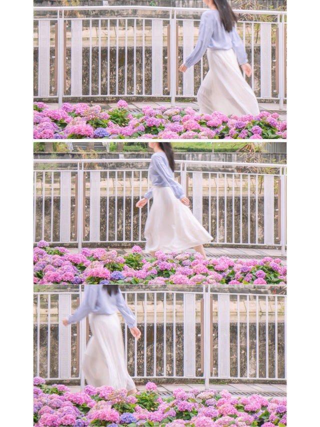 繡球花🌸沙田石門河濱花園