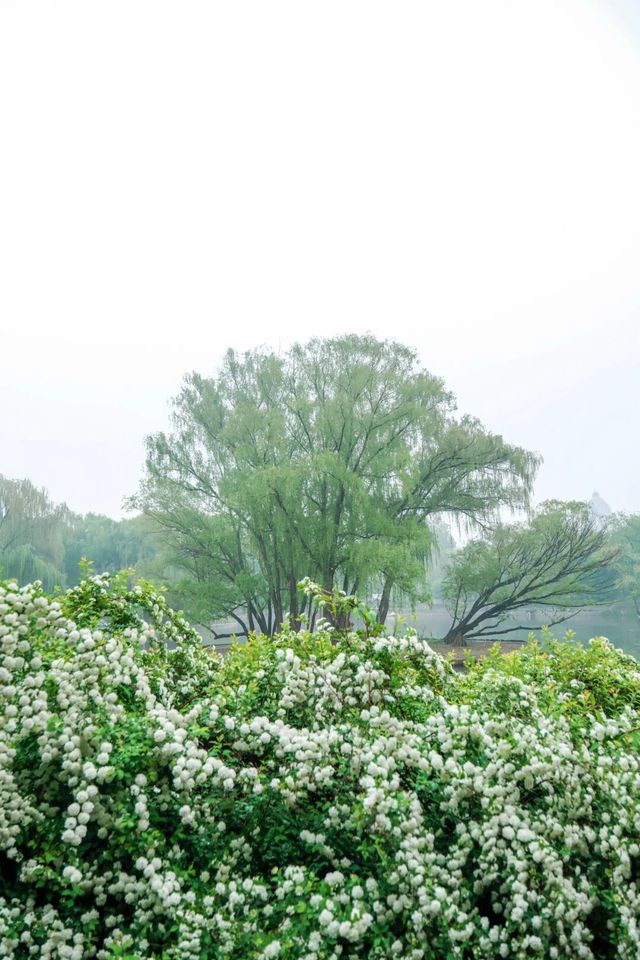 春雨限定 | 在紫竹院邂逅一場江南煙雨夢