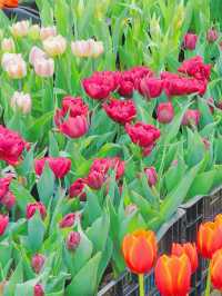 北陵公園：一座皇陵嘅日常美學