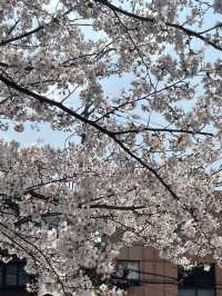 🌸首爾汝矣島漢江公園，邂逅絕美櫻花