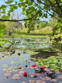 親子遊熱帶植物園丨西園3小時步行探秘全記錄