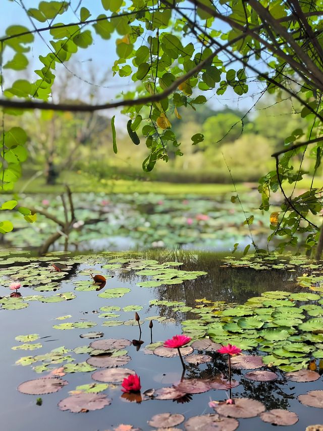 親子遊熱帶植物園丨西園3小時步行探秘全記錄