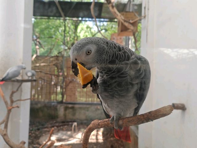 探秘蓉城野趣：成都動物園漫遊指南