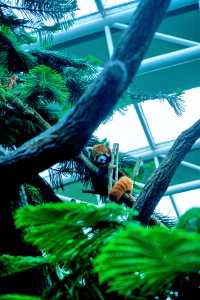 新加坡動物園會懲罰每一個唔做攻略嘅人
