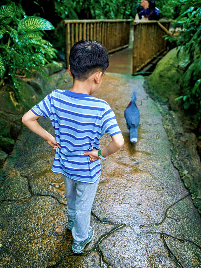 新加坡動物園會懲罰每一個唔做攻略嘅人