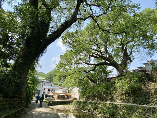 芹川古村