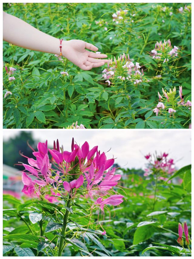 粉了粉了，翔安香山五百畝醉蝶花海正式上線啦