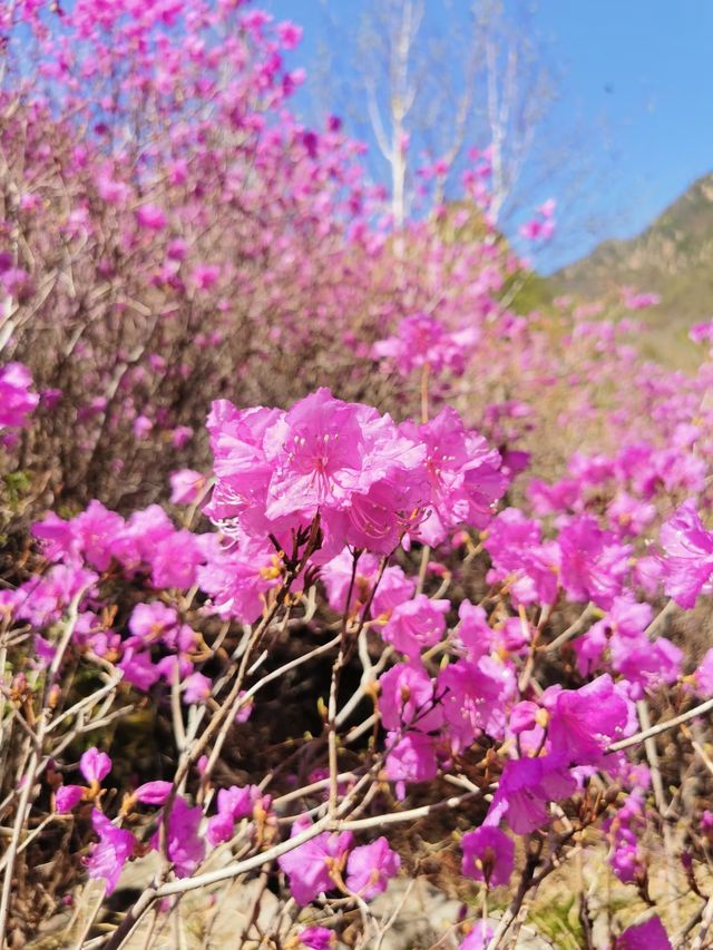 春日遊黃崗梁，邂逅綠野仙蹤，入住豪澤芮麗酒店