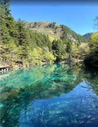九寨溝+黃龍+鐮刀壩，一次打卡川北精華