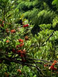 呢度真係夏天嘅好去處