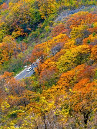 Super Detailed Guide for Traveling with Kids to Shennongjia and Wudang Mountain