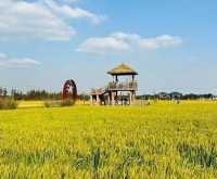 京山稻香公園保姆級攻略！坐小火車闖稻田畫，9月親子遊首選