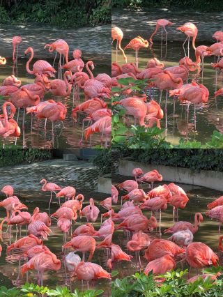 Where to Go on Weekends | See Flamingos at Zhaoqing Seven Star Crags