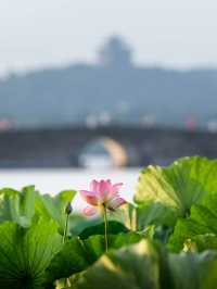 杭州發現一間寶藏民宿｜藏住風景同畫