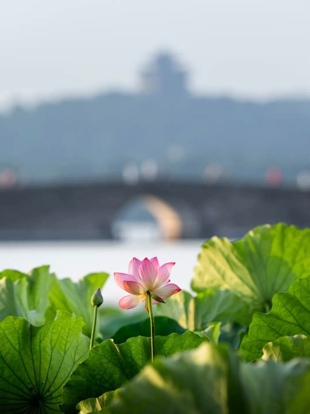 杭州發現一間寶藏民宿｜藏住風景同畫