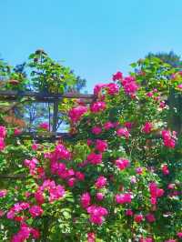 闖入莫奈花園！南京溧水玫瑰園美到癲