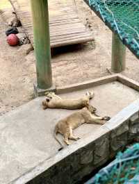 2025年暑假深圳野生動物園避坑指南