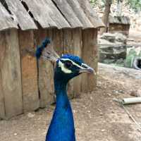 Shenzhou Desert Wildlife Zoo - 神州荒漠野生动物园!