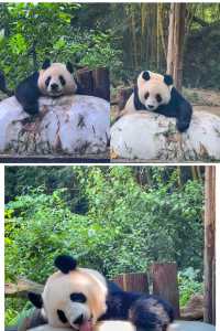 廣州長隆 | 熊貓冰爽夏日全攻略，萌趣又清涼